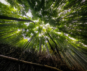 Los PaseosFollow Green Planet Sagano Bamboo Forest, Kyoto